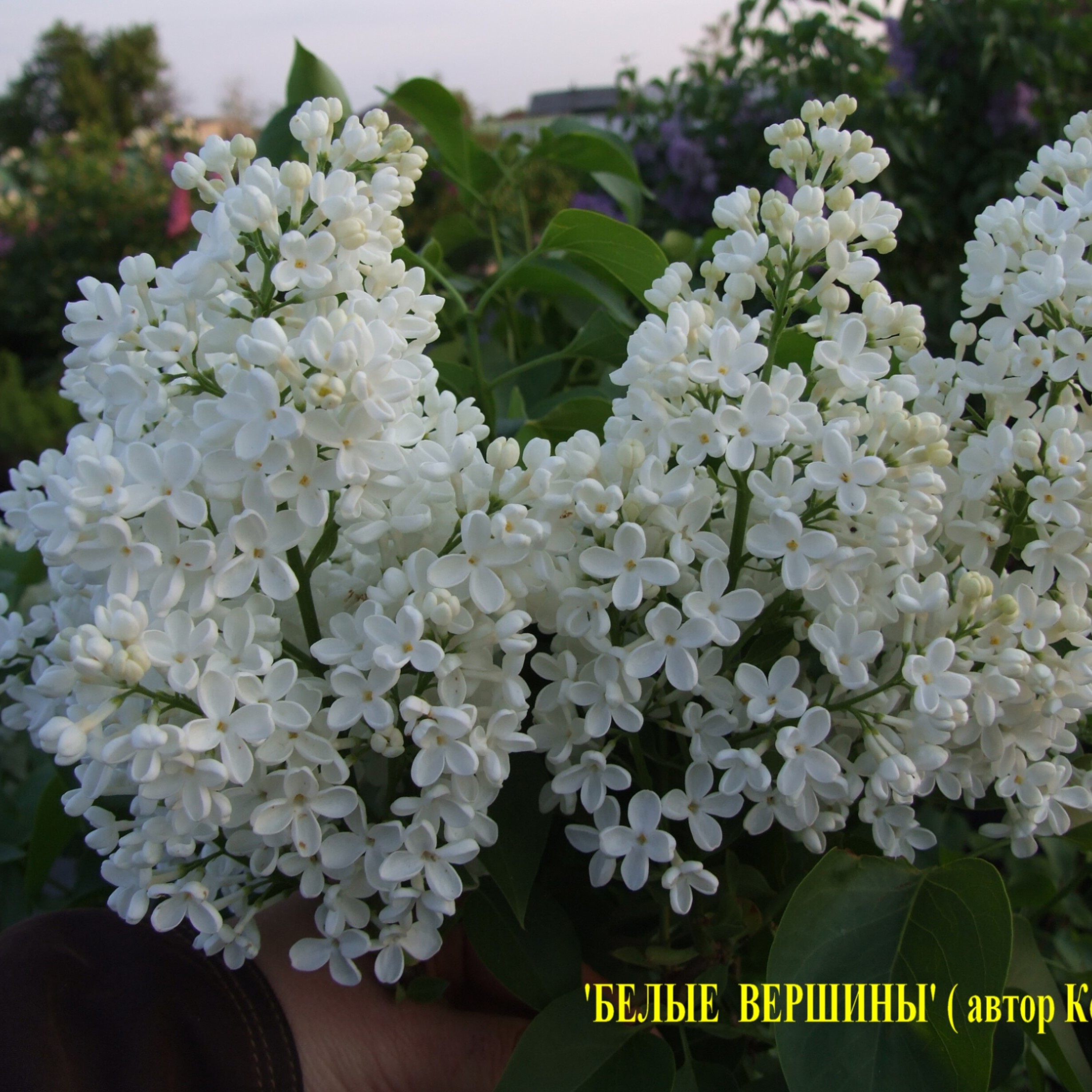 Сирень обыкновенная Белые Вершины